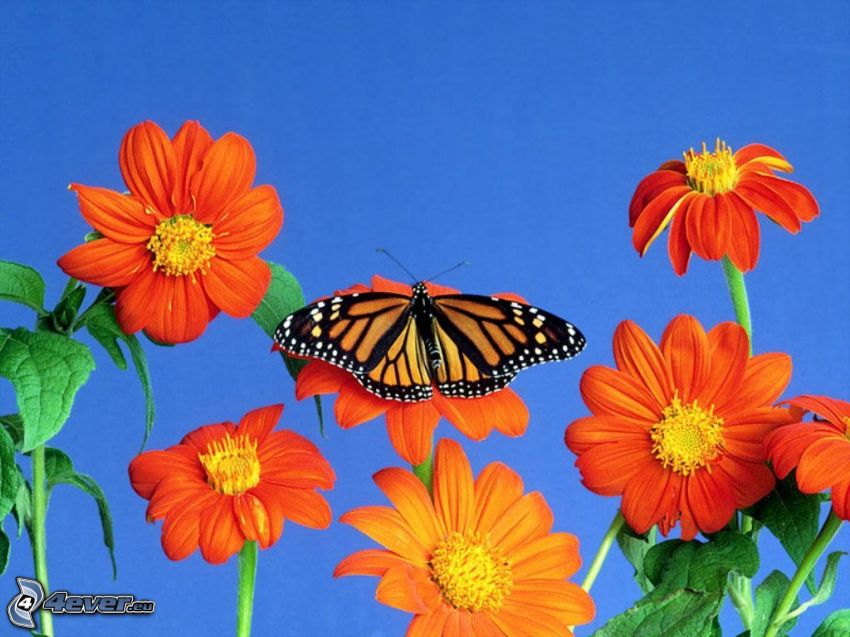 butterfly, flowers