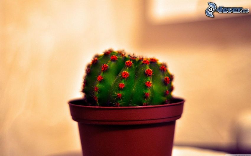 cactus, flower-pot