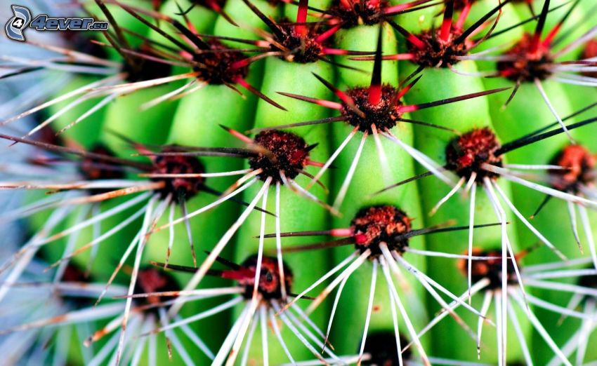 cactus, spines, macro