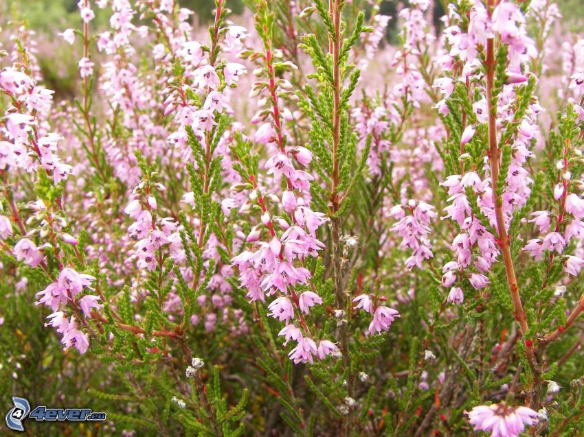 calluna, bush, pink flower