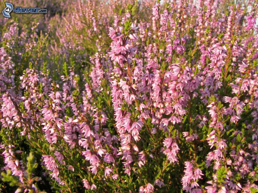 calluna, bush, pink flowers