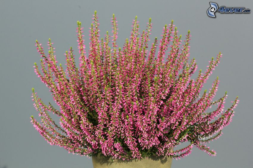 calluna, bush, pink flowers