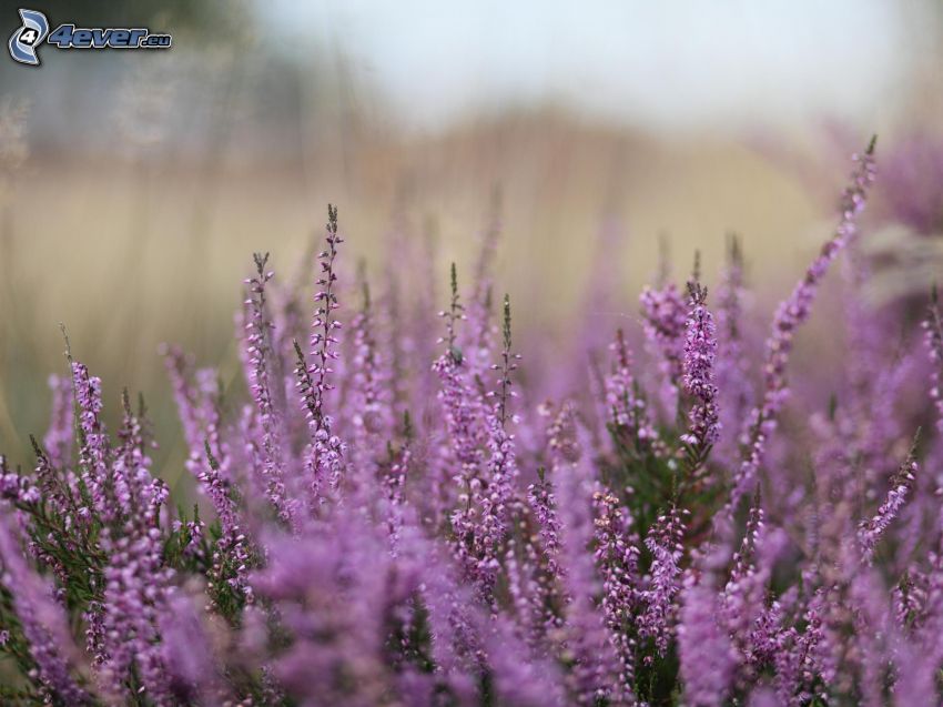 calluna, bush, purple flower