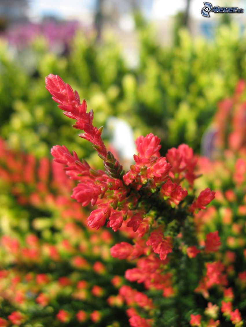 calluna, bush, red flower