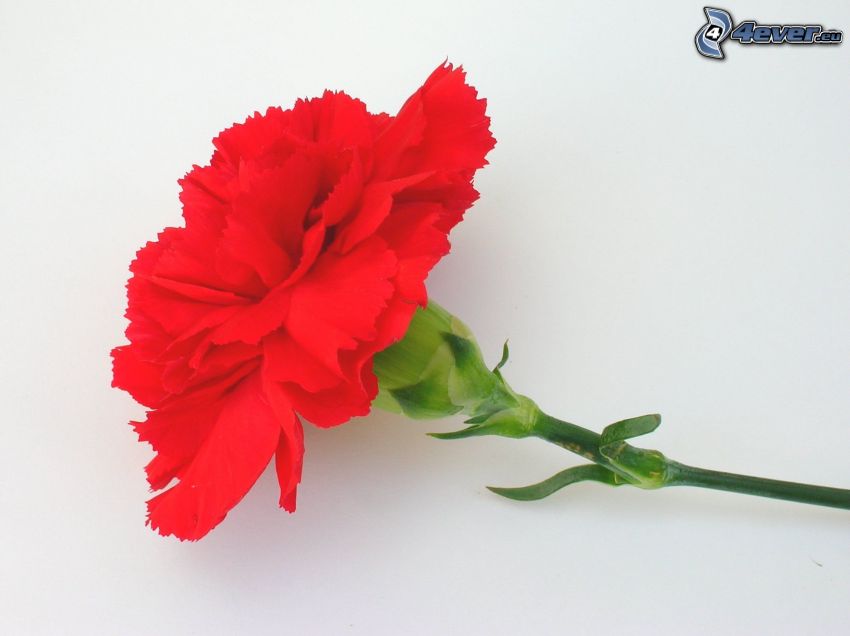 carnation, red flower