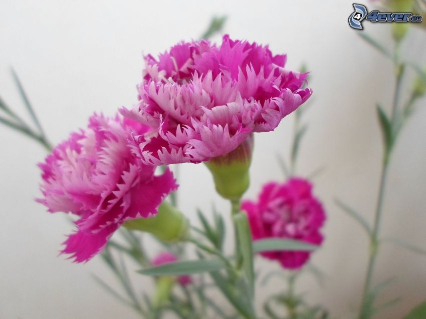 carnations, pink flowers