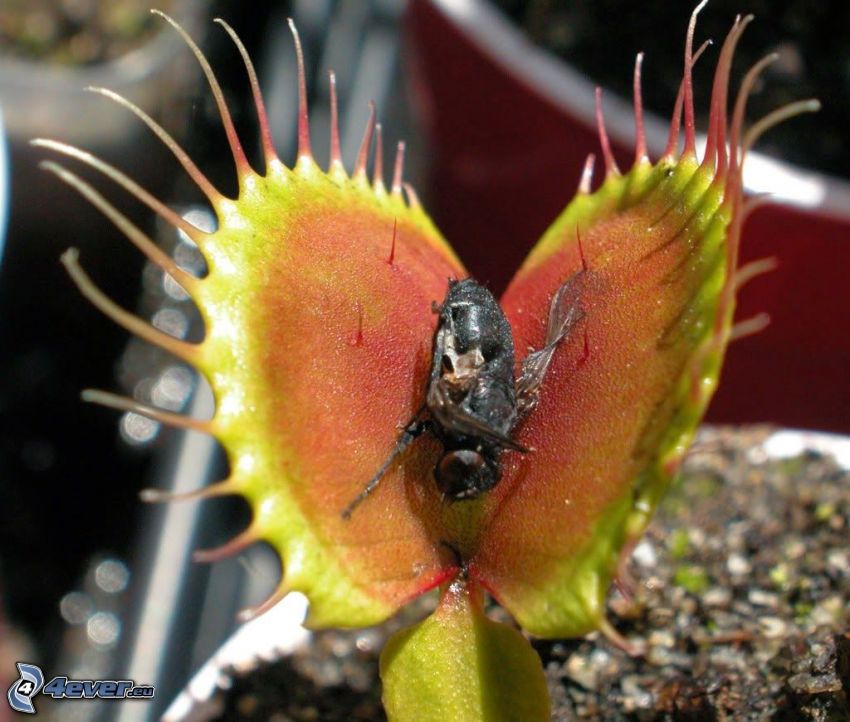 carnivorous plants, fly