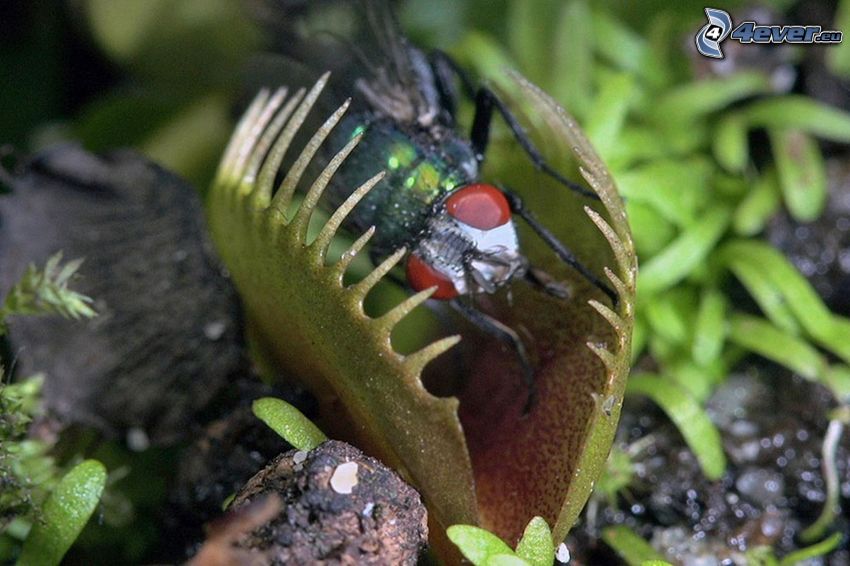 carnivorous plants, venus flytrap, fly