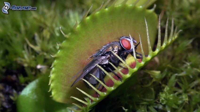 carnivorous plants, venus flytrap, fly