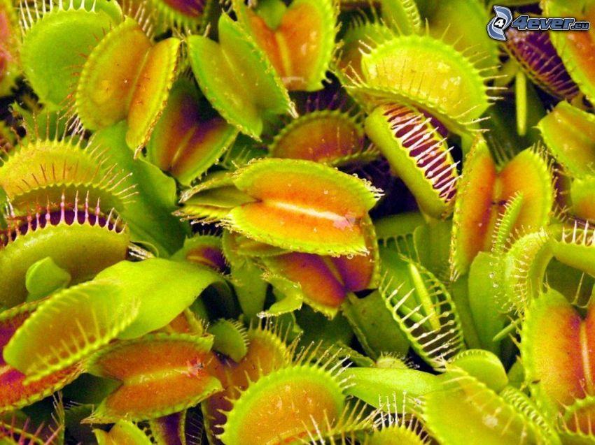 carnivorous plants, venus flytrap