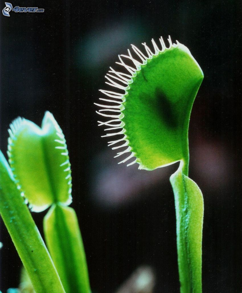 carnivorous plants, venus flytrap
