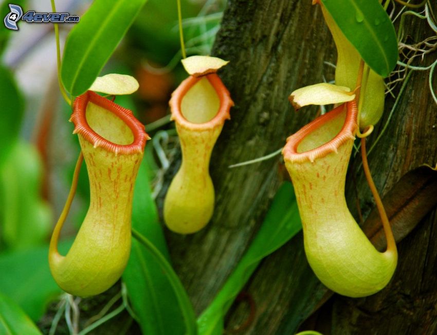 carnivorous plants, yellow flowers