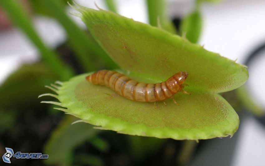 caterpillar, carnivorous plants