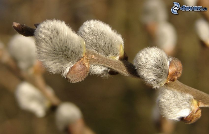 catkin branch