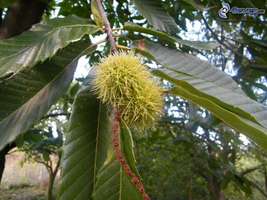 chestnuts, leaves, branch