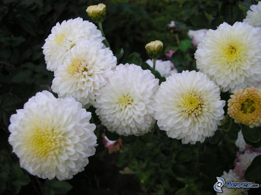 chrysanthemums, white