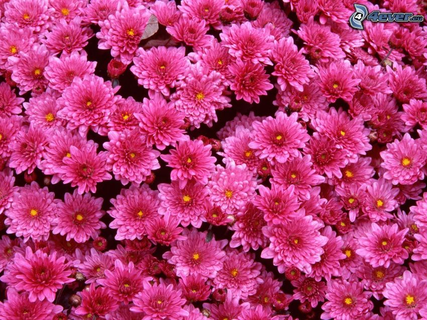 chrysanthemums