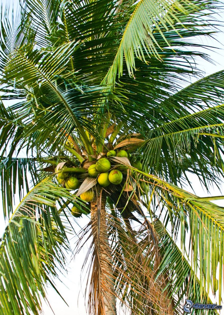 coconut palm