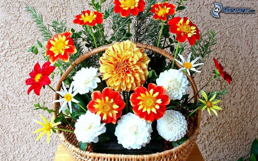 colored flowers, basket