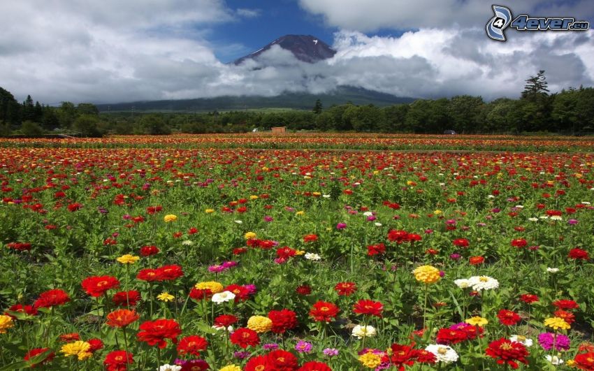 colored flowers, field, clouds, mountain, trees
