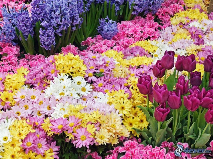 colored flowers, flower bed