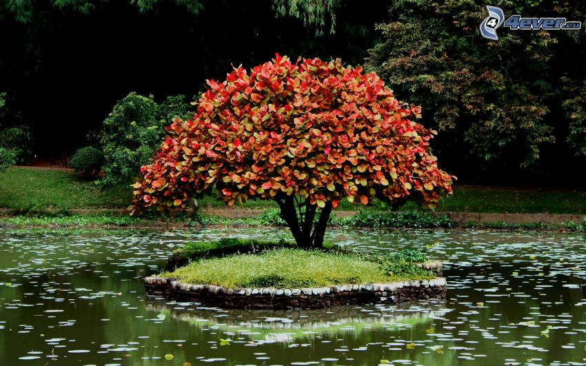 colored tree, island, pond
