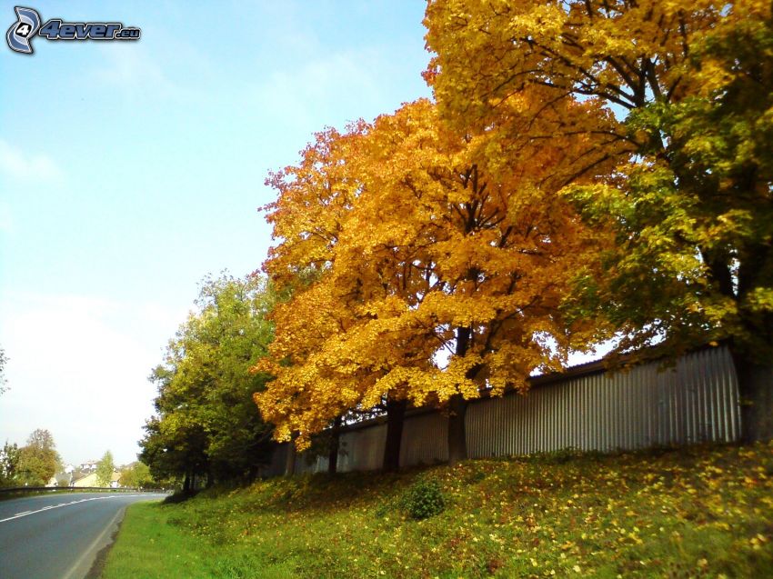 colorful autumn trees, road