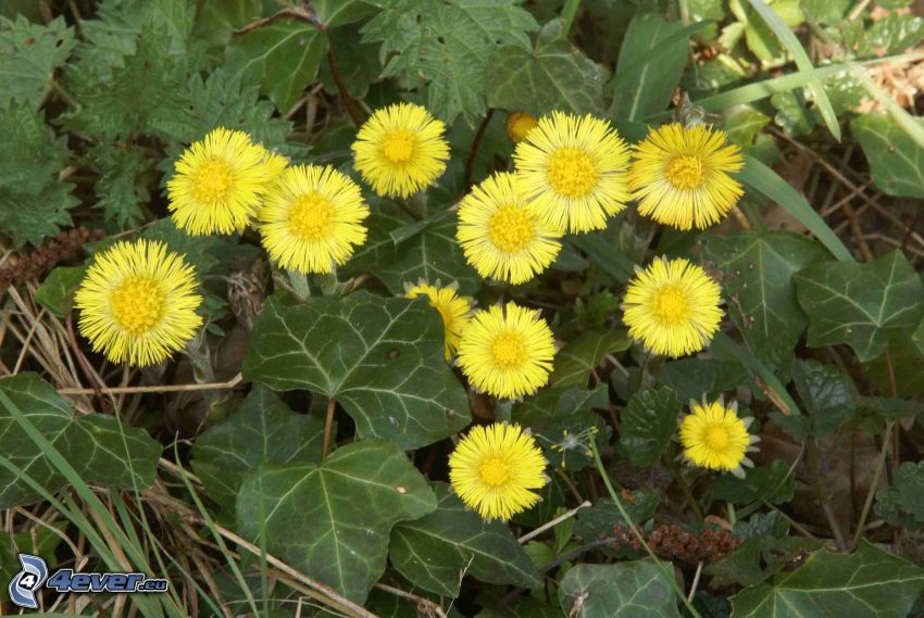 Coltsfoot, yellow flowers, green leaves