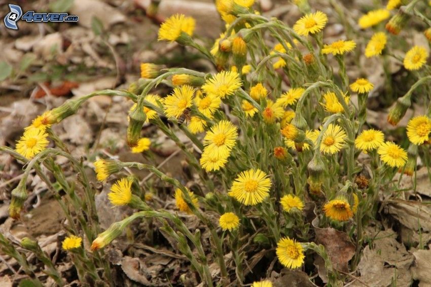 Coltsfoot, yellow flowers