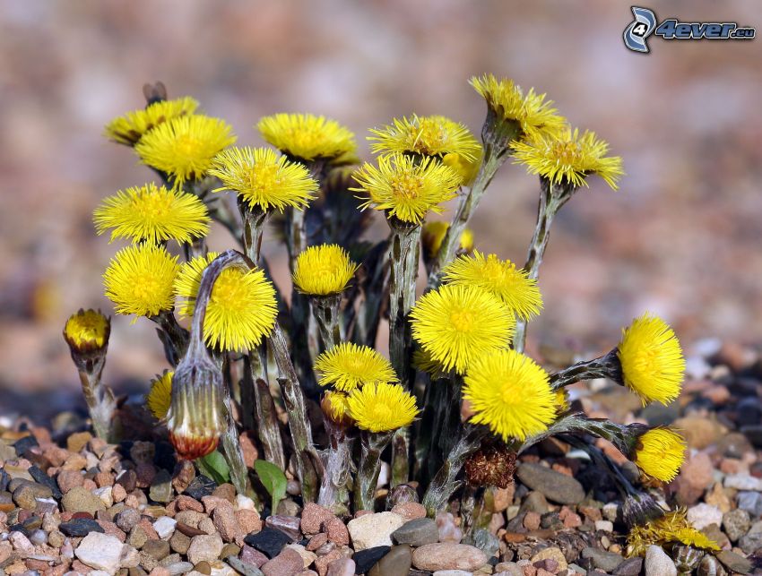 Coltsfoot, yellow flowers