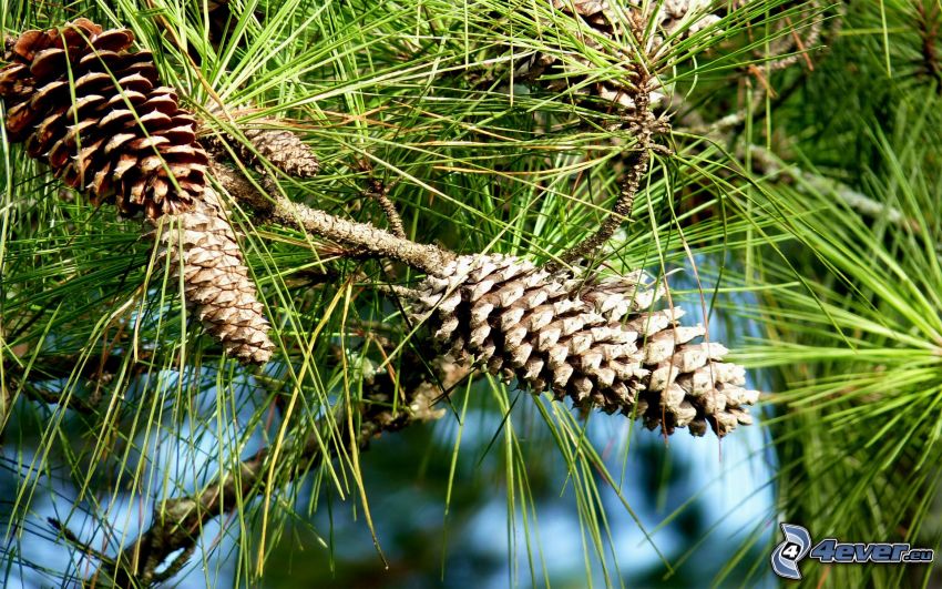 conifer cones, coniferous branches