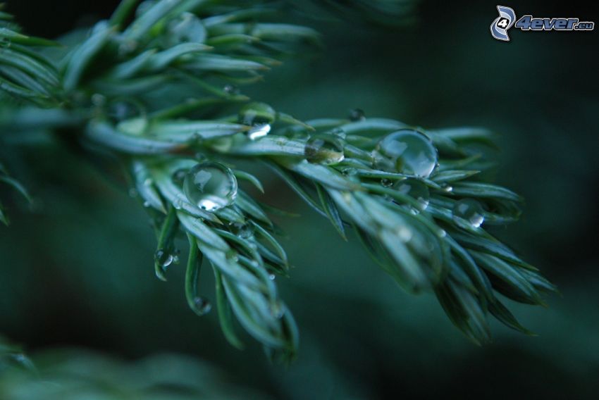 conifer twig, drops of water