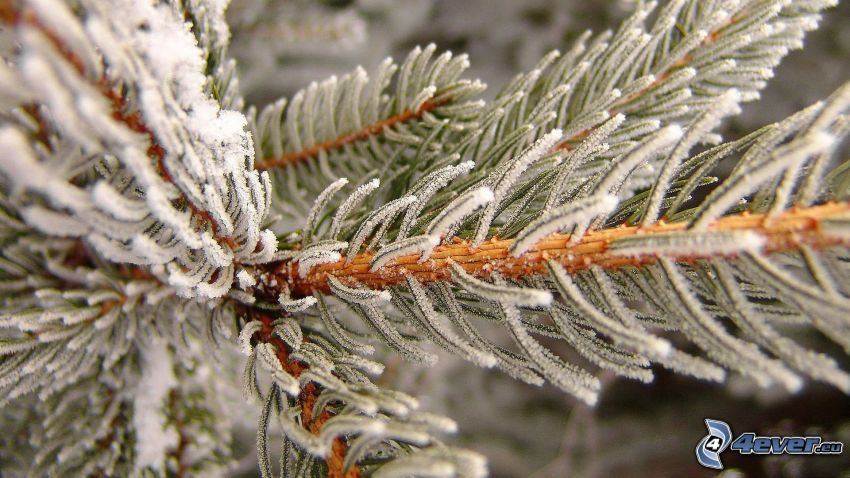 conifer twig, icing