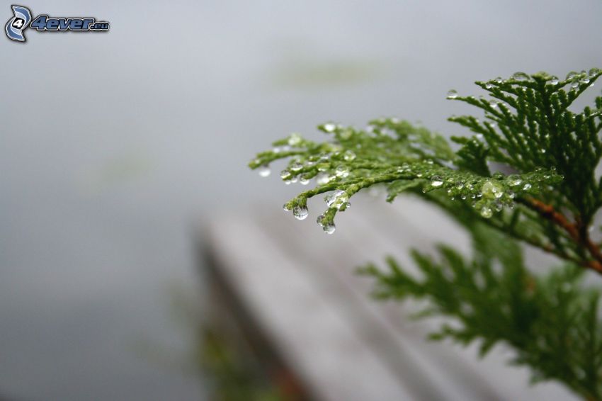 conifer twig, twig, drops of water