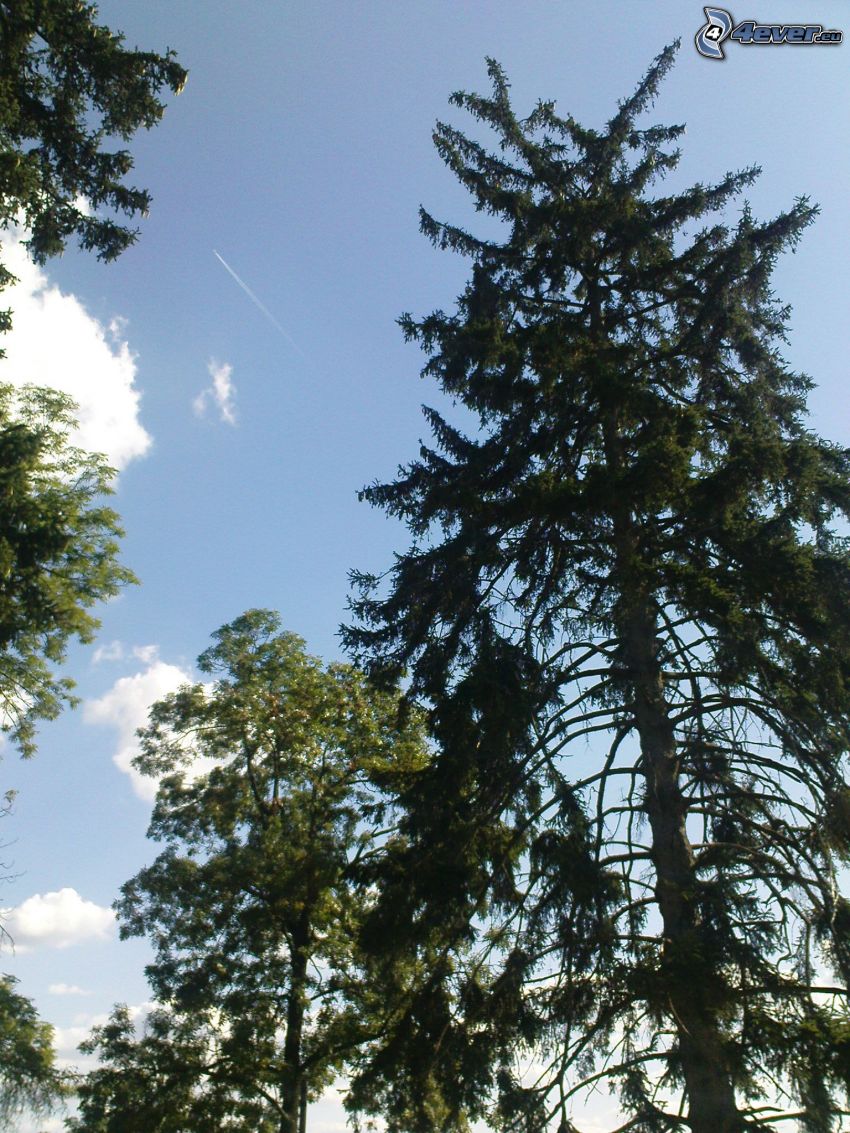 coniferous trees, sky