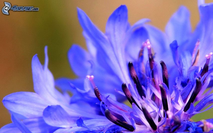 cornflower, blue flower