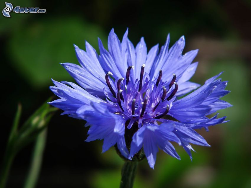 cornflower, blue flower