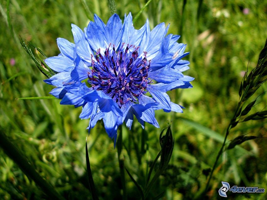 cornflower, blue flower