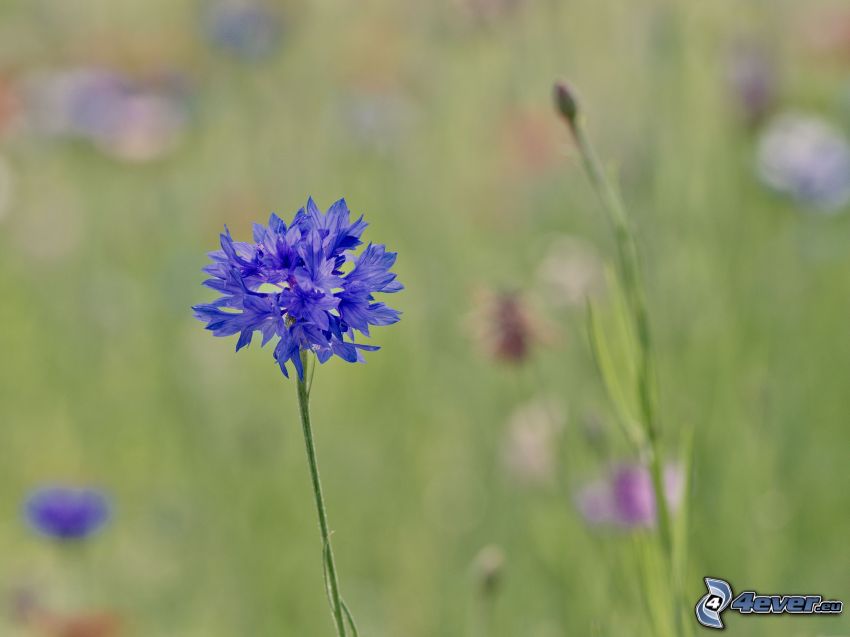 cornflower, purple flower