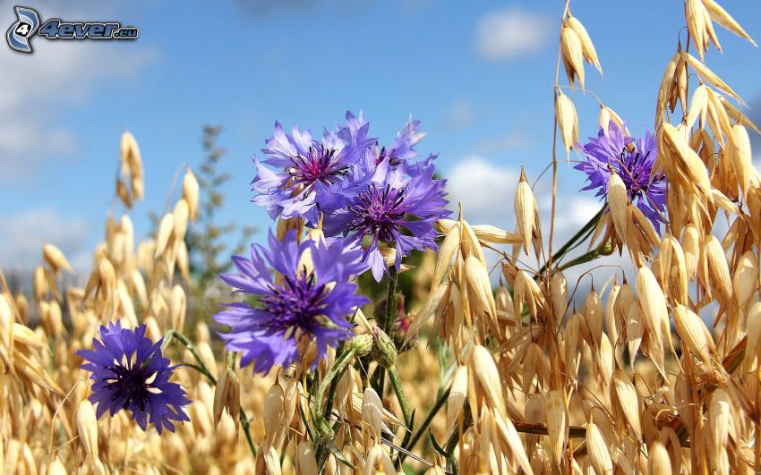 cornflower, purple flowers, dry grass
