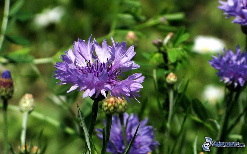cornflower, purple flowers