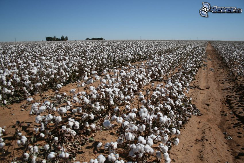 cotton, field