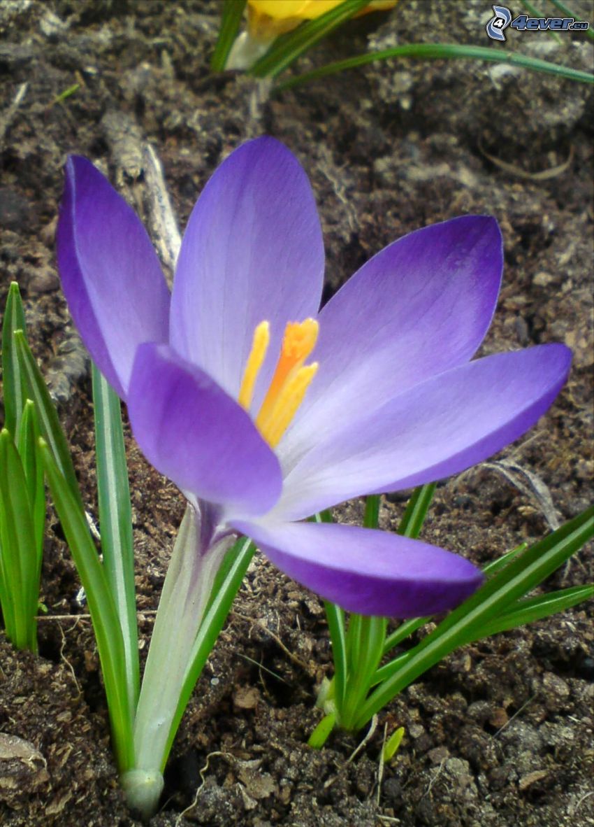 crocus, saffron, purple flower