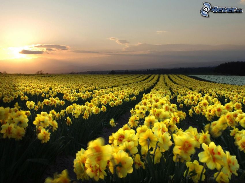 daffodil, field