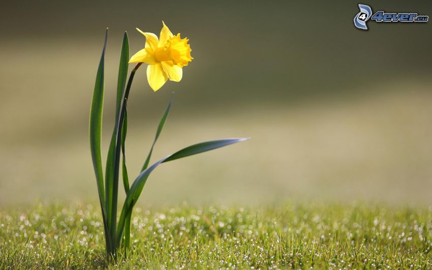 daffodil, grass