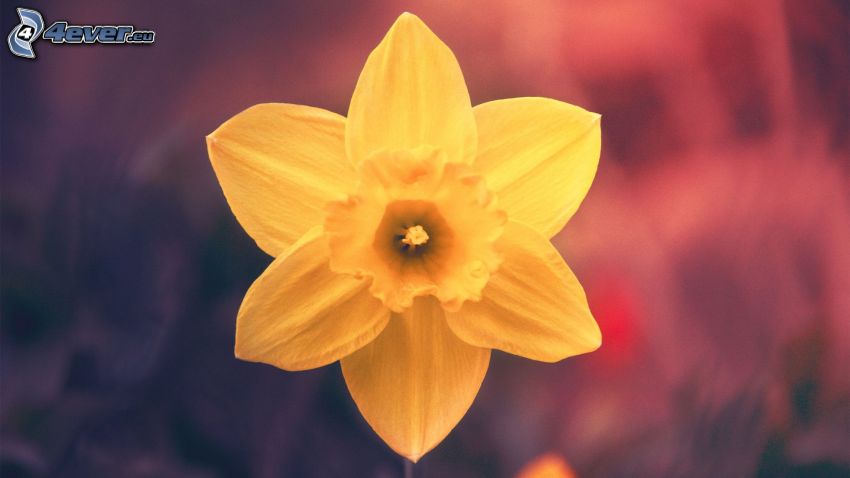 daffodil, yellow flower