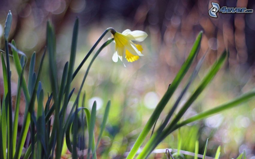 daffodil