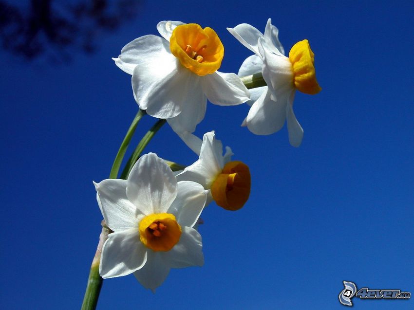 daffodils, blue sky