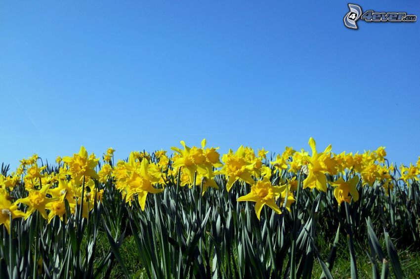 daffodils, blue sky