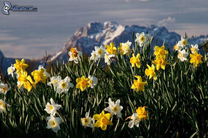 daffodils, mountains